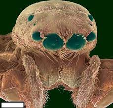 الحشرات كما لم تشاهدونها من قبل صور مدهشة لحشرات م كبرة مليون مرة صـــور scanning electron microscope insect photos pictures of insects