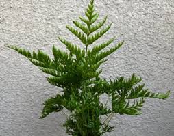 Image result for Pteris friesii