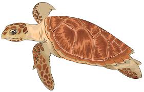 The hawksbill sea turtle (eretmochelys imbricata) is an endangered species of turtle. Hawksbill Sea Turtle Clipart Free Download Transparent Png Creazilla