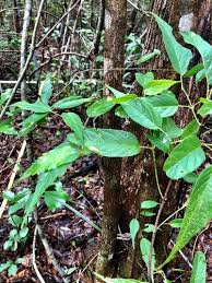 Image result for Premna tanganyikensis
