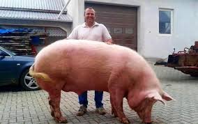 Pentru scoaterea lui a fost nevoie de forta a 12 oameni. Cum Arata Cel Mai Mare Porc Din Romania Are Peste O Jumatate De Tona