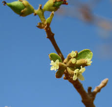 Image result for Cordia sinensis