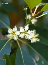 Image result for Lophostemon confertus