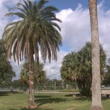 Maybe you would like to learn more about one of these? Fatal Disease Spreading Across New Orleans Palms