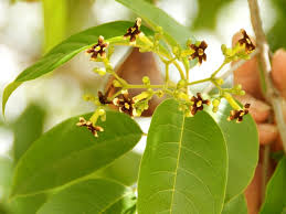 Image result for Schrebera