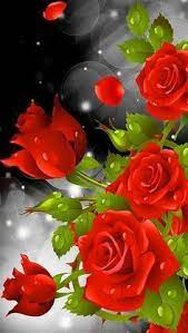 Rose is a very beautiful flower and also a sign of love, download free hd rose wallpapers and pictures from this weblog. Wallpapers Collection Love Rose Wallpapers Rose Flower Wallpaper Flower Wallpaper Red Roses Wallpaper