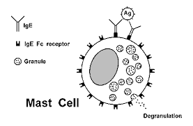 Immunopathology