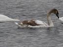 Mute Swan Identification, All About Birds, Cornell Lab of Ornithology
