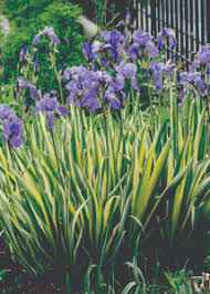 There are many variations of the iris but the zebra iris is one growing variegated or zebra iris is a relatively easy task in soils that have excellent drainage. Gold Variegated Zebra Iris Kiwi Nurseries Ltd