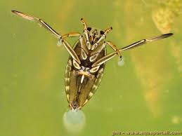 Image result for Notonectidae