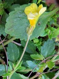 Image result for Pasaccardoa procumbens