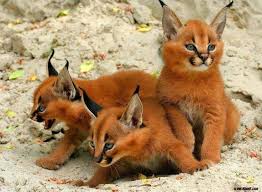 Most Beautiful Animals Most Beautiful Animals In The World Cute Animals Cat Species Caracal Kittens