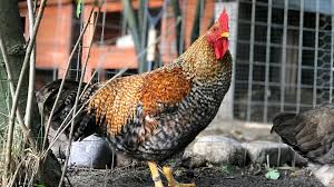 Hahn online is a retailer of high quality outdoor products. Streit Unter Nachbarn Hahn Chucky Kraht 370 Mal Am Tag Ndr De Nachrichten Schleswig Holstein