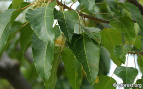 Image result for Aleurites