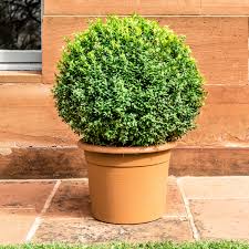 Dwarf boxwood shrubs are widely used in formal landscape design. How To Grow And Care For Boxwood Box Shrubs