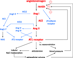 Raas involves various subsystems which contribute @article{zain2014reninaa, title={renin angiotensin aldosterone system (raas): Salt Feedback On The Renin Angiotensin Aldosterone System Springerlink