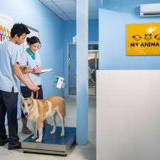 Malacca Animal Clinic