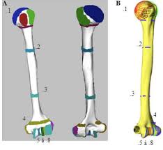 Ct Scan Humerus 3d Parametric Model A Regions Major Regions Described Download Scientific Diagram