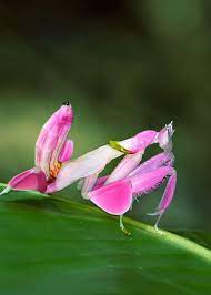 Nature Is Lit On Twitter Pink Orchid Mantis Orchid Mantis Weird Animals Orchids