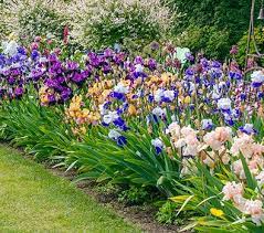 K Van Bourgondien Wholesale Flower Bulbs And Perennials Beautiful Flowers Garden Flower Garden Urban Garden