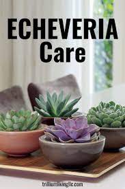 Echeveria Care How To Keep Them Beautiful And Healthy Trillium Living Echeveria Care Echeveria House Plants Indoor