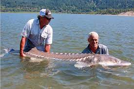 Fraser river is the place to be! White Sturgeon River Monsters Wiki Fandom