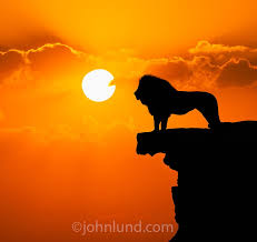 A Lion King Surveying His Domain Below Lion Silhouette Animal Silhouette Silhouette Art