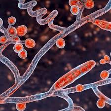 Image result for Erythrococca trichogyne