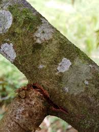 Jakarta, bekasi, tangerang, medan, palembang, bandung, depok, bogor, pontianak, surabaya, jogja, solo, malang dan juga semarang. Mengatasi Buah Durian Yang Rontok Muda Berbagi Tak Pernah Rugi