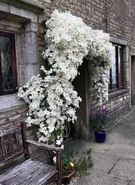Shop all of the clematis varieties from white flower farm. White Clematis Growing Around A Doorway Susan Rushton