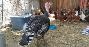 Broad Breasted Vs Heritage Turkeys Backyard Poultry