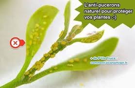 Epingle Sur Jardinage