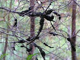 The Lifecycle Treatment Of Black Knot Fungus Birch Tree Care
