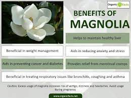 Magnolia Has The Ability To Treat Menstrual Cramps Improve Respiratory Health D Menstrual Cramps Remedies For Menstrual Cramps Essential Oil Menstrual Cramps