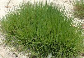 Image result for Salicornia perrieri