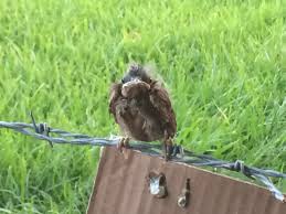 Se our article on what kind of bird seed cardinals like or our bird seed guide which also shows what types of feeders are best for their preferred bird seed. Rescuing A Baby Cardinal Goliad Farms