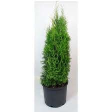 Small trees on patios or decks can serve as natural focal points, add privacy, frame views, provide shade, and even bear fruit. Emerald Cedar 3 Gallon Container Dnce3emc Rona