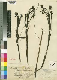 Image result for Centrostigma occultans