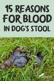 The symptoms may be an indicator to your vet and help them determine why your dog has blood in his stool. 15 Reasons For Blood In Dog S Stool And What You Can Do About It