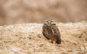 Mojave Desert Plants And Animals Tnc In Nevada