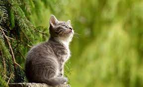 Here at rover, it's fair to say we're obsessed with pet names.every year we release data on the top dog names around the country, and this year, we also wanted to see the name rankings for cats.we dug deep into our huge database of pet names to reveal the most popular cat names of 2018. 104 Best Cute Cat Names From Movies And Tv By Kidadl