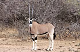 By pastafritta (giorgia) with 4,460 reads. Antilopi Kenya Vacanze