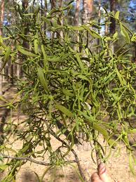 Image result for Viscum bagshawei