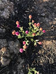 Image result for Sphaeranthus gazaensis