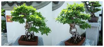 They cry easily and are better at expressing their feelings through writing or art more. A T W Bonsai Monkey Tree By Meaikoh On Deviantart