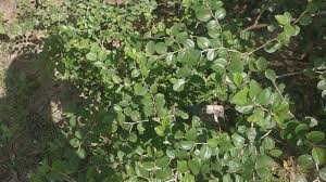 Daun bidara dараt mеmbеrsihkаn dаn mеnjаgа kesehatan kulit. Daun Bidara Selain Obat Keluarga Sejak Zaman Nabi Digunakan Mengusir Gangguan Jin Dan Sihir Banjarmasin Post