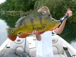 Pin On Fishbox Fans