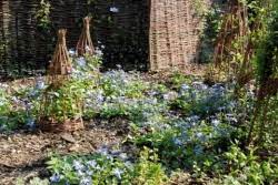 Although it has stiffer stems it still needs support. Andere Kletterpflanzen Clematis Zrodlo Dobrych Pnaczy