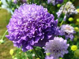 Альпийская (scabiosa japonica) ritz (blue) raw 100 шт. Insektensaatgut De Tauben Skabiose Scabiosa Columbaria Blue Kopie