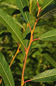 Image result for Sericorema sericea